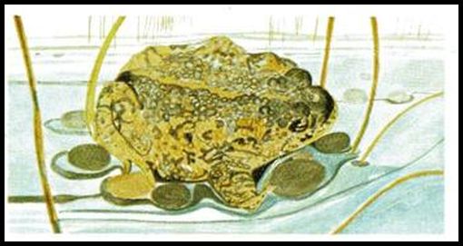 4 Natterjack Toad